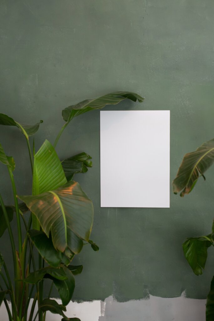 pexels monstera 6373690