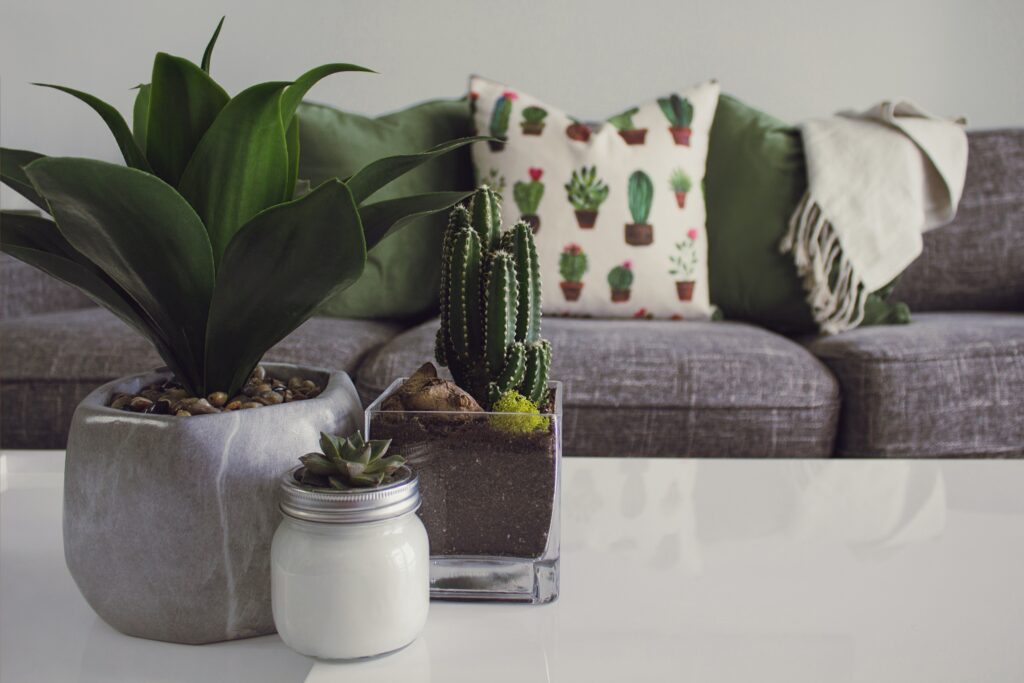 pexels designecologist 1005058 1