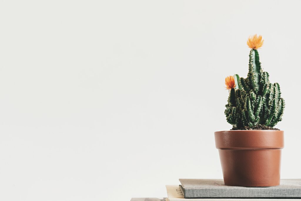 Elección de Plantas Adecuadas para Espacios Interiores y sus Cuidados