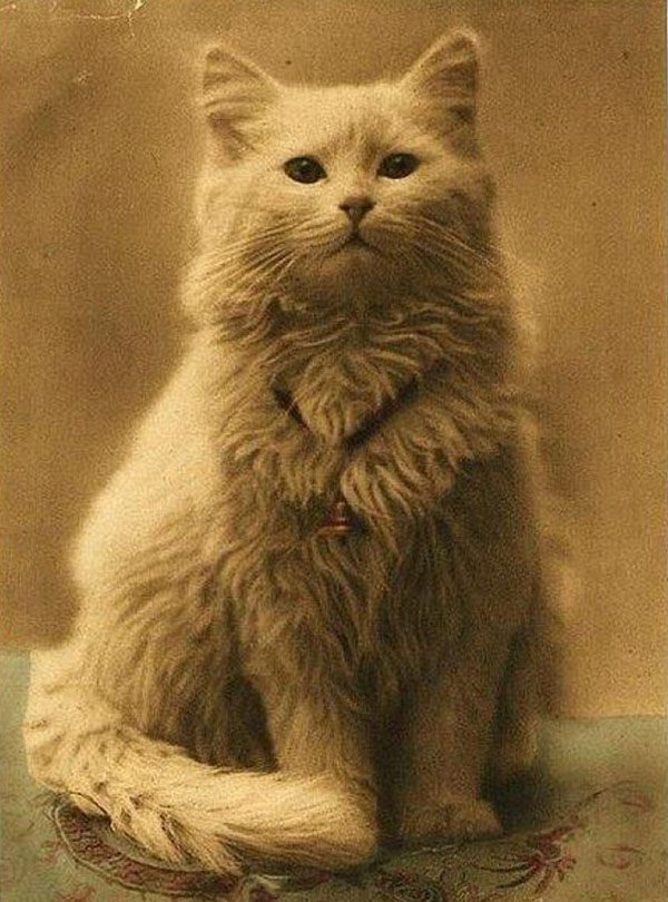 Victorian persian cat