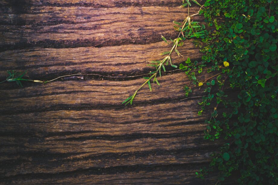 pared de madera y plantas