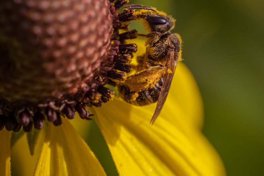 pexels chris f 17993973