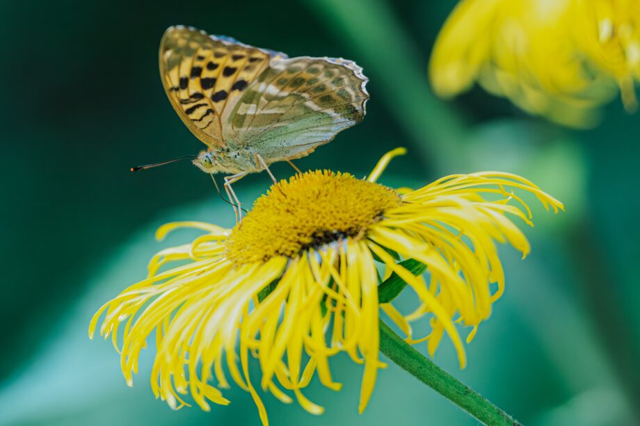 pexels cojanu alexandru 18023229