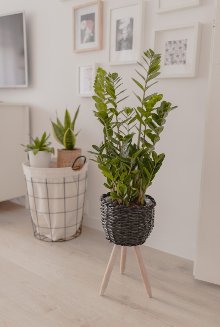 pexels dominika roseclay 4363420