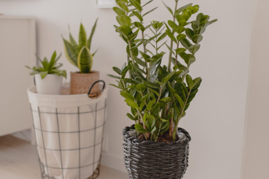 pexels dominika roseclay 4363420