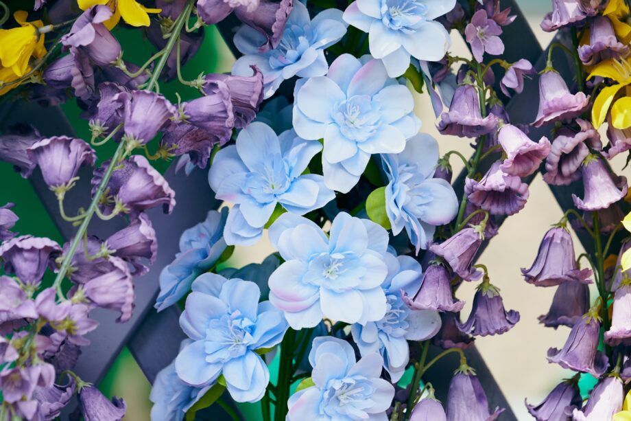 pexels suki lee 17892653