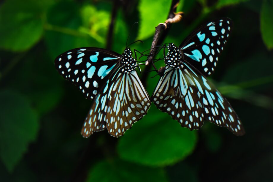 sumit saharkar NDNKl SjLsM unsplash